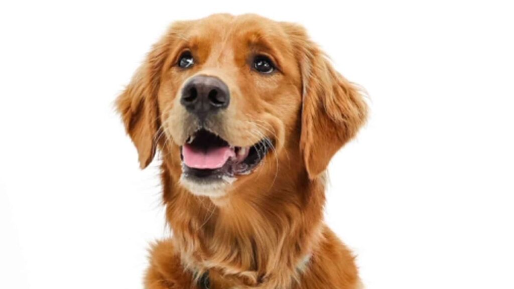 Conoce a Charley, el adorable miembro del equipo de baloncesto de la Universidad Estatal de Montclair Conoce a Charley, el adorable miembro del equipo de baloncesto de la Universidad Estatal de Montclair