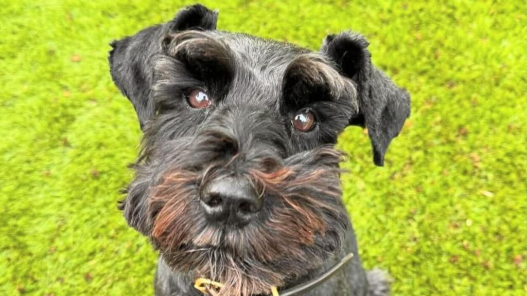 Conoce al adorable perro de Zendaya y Tom Holland, Noon