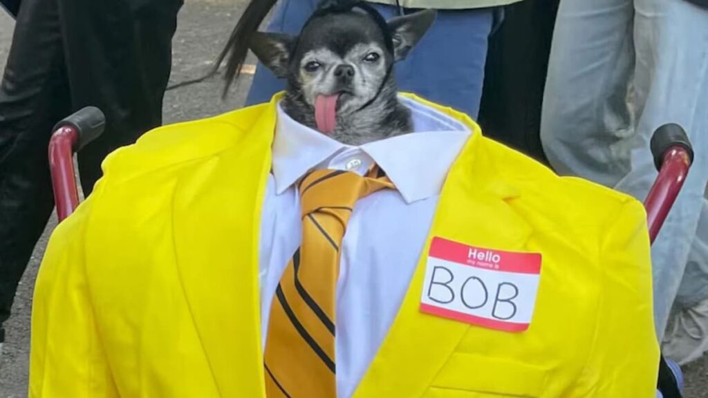 Conoce a Don Pepe, el ganador del desfile de perros de Halloween en la ciudad de Nueva York (FOTOS)