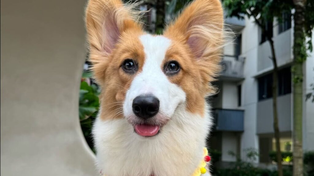 Este adorable corgi se fue a nadar y las cosas no salieron según lo planeado