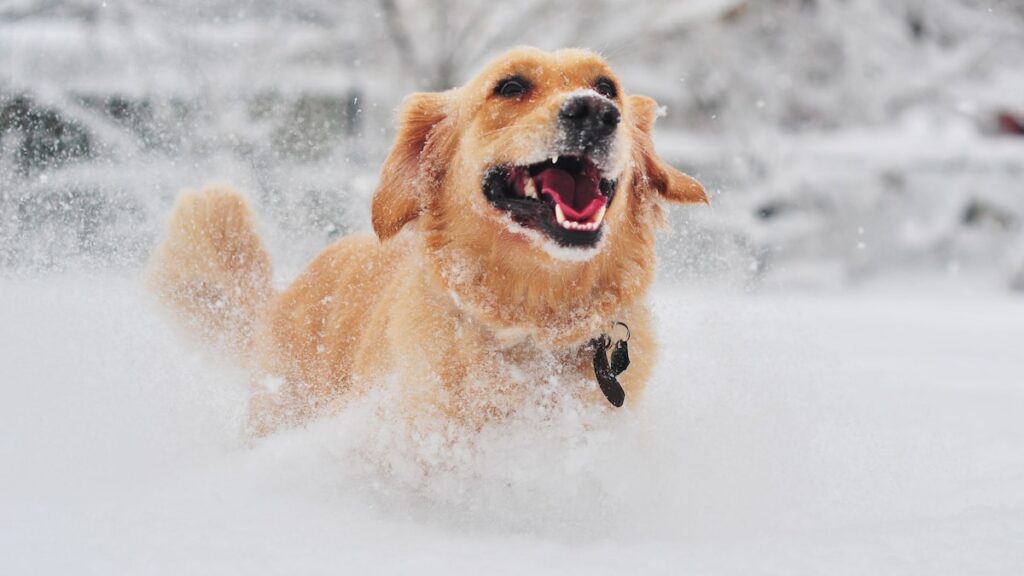 Mira a estos adorables perros viendo la nieve por primera vez Mira a estos adorables perros viendo la nieve por primera vez