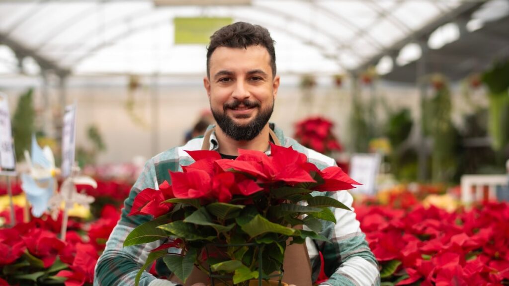 ¿Cómo se convirtió en un símbolo navideño? ¿Cómo se convirtió en un símbolo navideño?