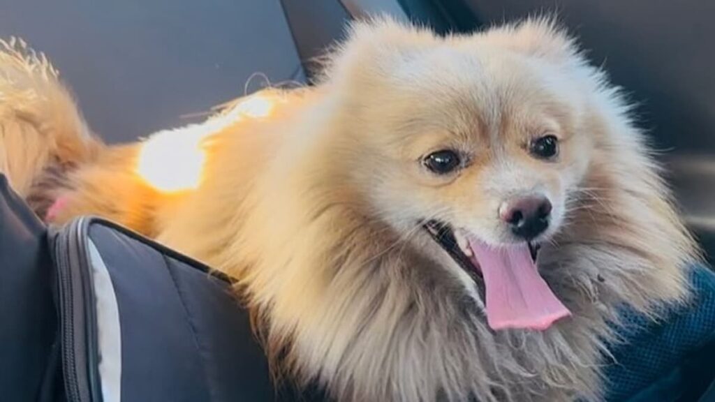 El emotivo reencuentro entre perro desaparecido y su dueño durante los incendios de Los Ángeles