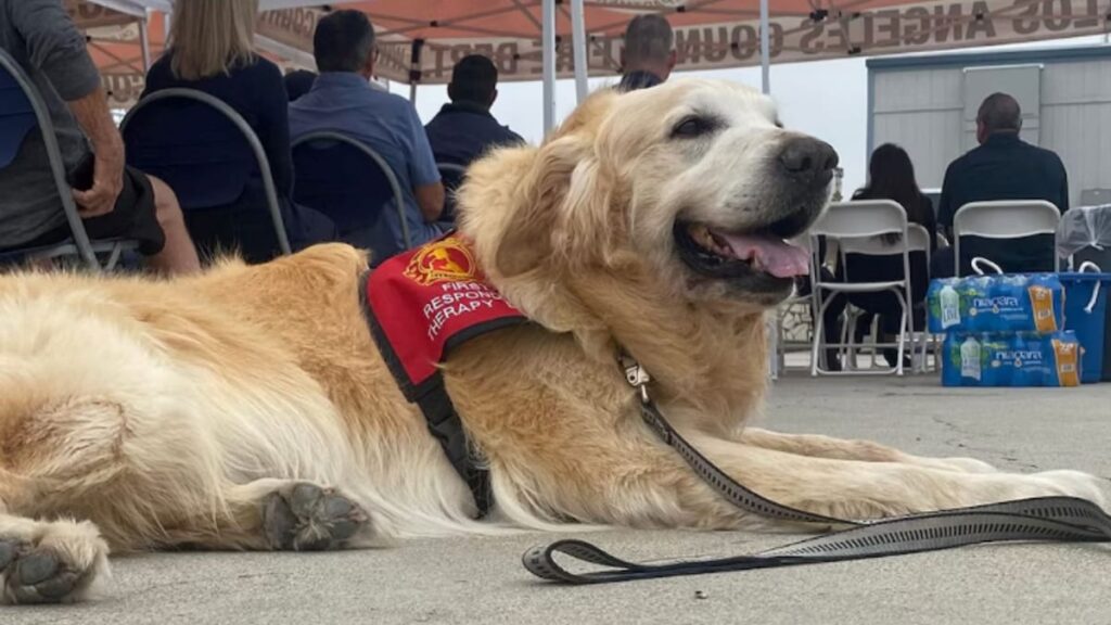 Jack, el Golden Retriever que ayuda a Los Ángeles a despedir a los evacuados en medio de devastadores incendios forestales
