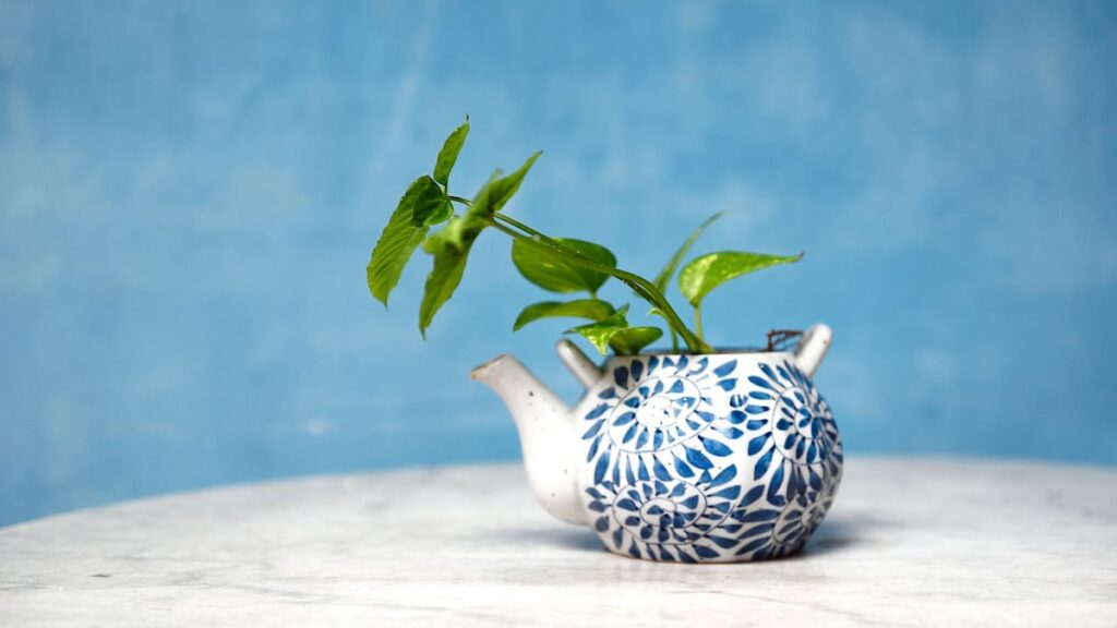 Cuidados y características para atraer la buena fortuna