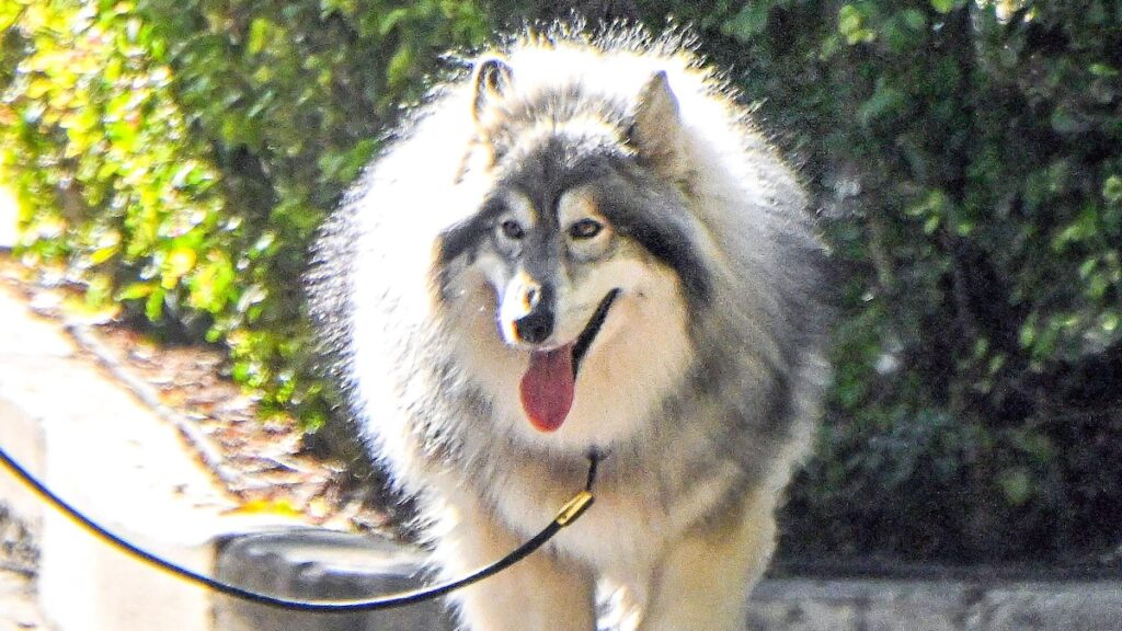 Su última salida en Los Ángeles