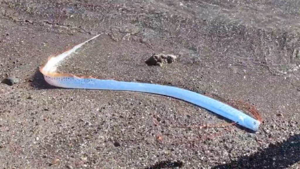 El ‘pez del fin del mundo surge, reviviendo supersticiones y desastres naturales