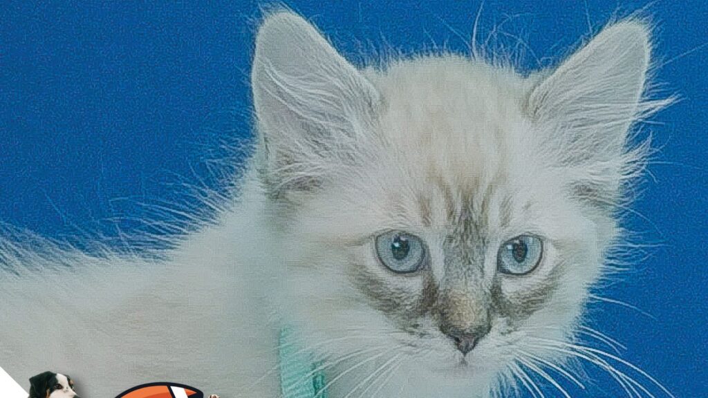 Conoce a los gatos que juegan en el Great American Rescue Bowl