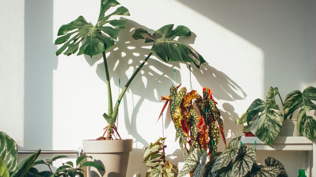 8 plantas para refrescar su hogar esta primavera