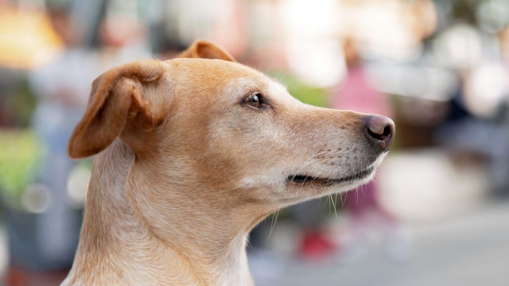 Se pensaba que este perro era ciego, solo estaba ignorando a todos