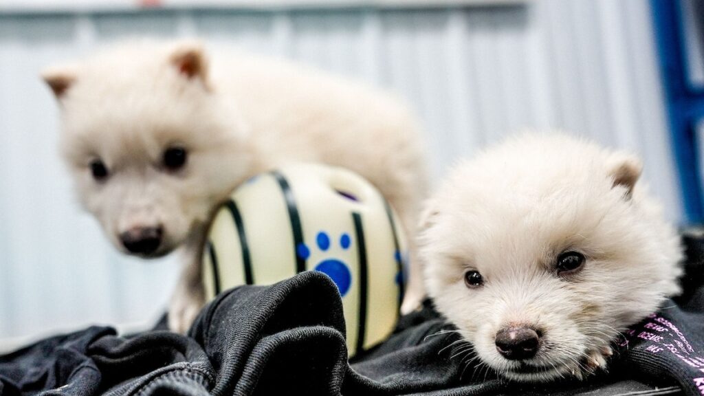 ¡El Dire Wolf regresa! Los científicos reviven el antiguo lobo de ‘Game of Thrones’