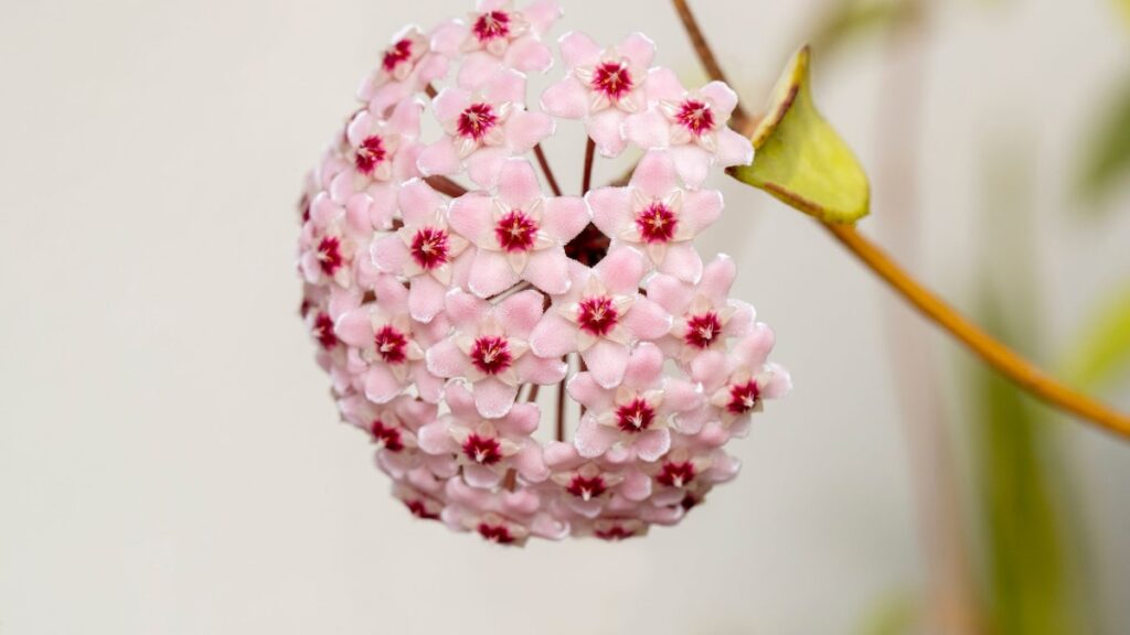 Consejos simples y esenciales para mantenerlo saludable y hermoso en casa