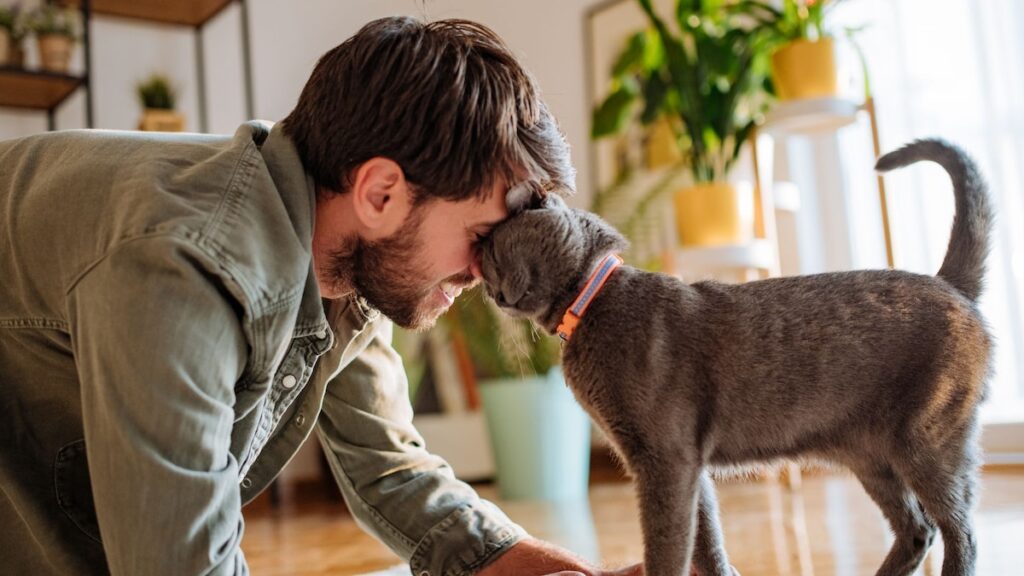 Cómo comunicarse con los gatos: un truco fácil