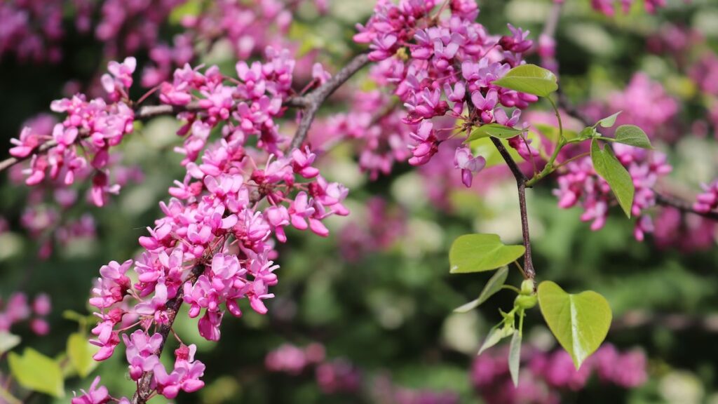 Hazte cultivar este redbud mediterráneo fácilmente para elevar tu jardín