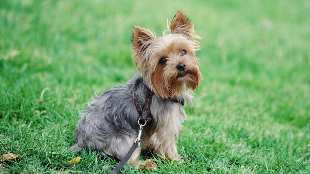 Tiny Dog que desapareció hace 5 años fue encontrado viviendo en una casa de fraternidad