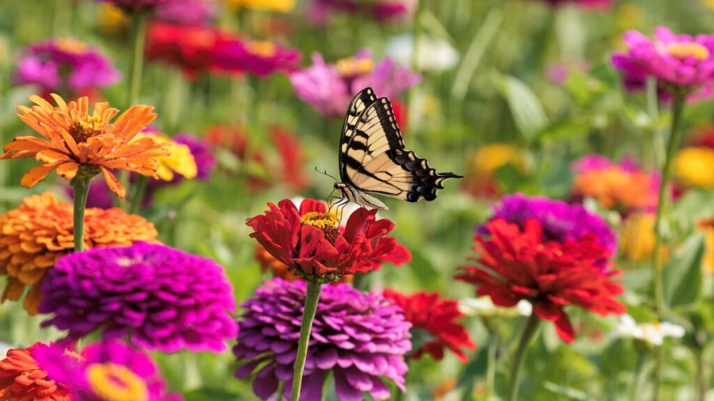 5 Flores de rápido crecimiento que puedes plantar ahora mismo para un jardín magnífico (¡algunas son comestibles!)