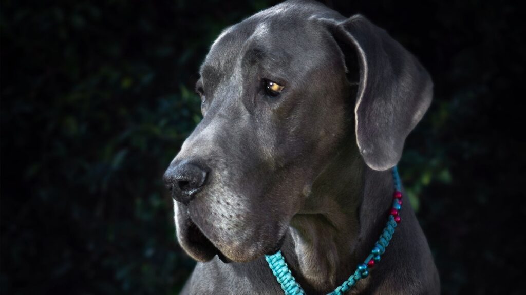 Una píldor nueva podría ayudar a los perros a vivir más tiempo.