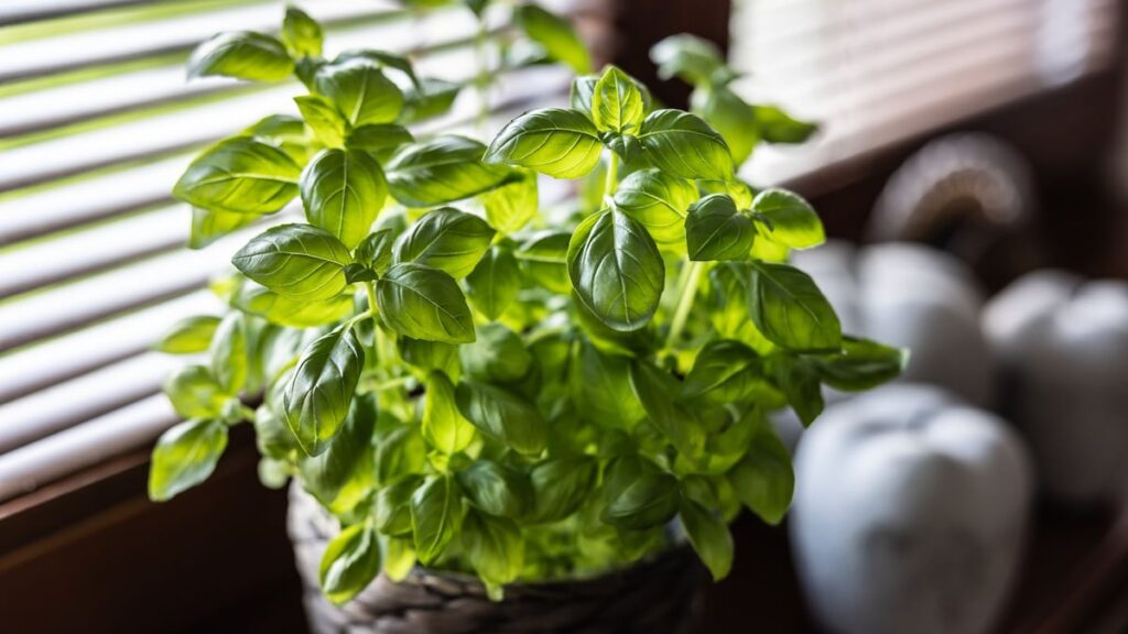 7 plantas domésticas para mantener las moscas este verano