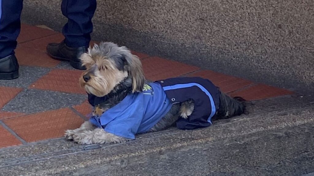 El adorable perro que encontró un trabajo como guardia de seguridad y se toma su trabajo muy en serio