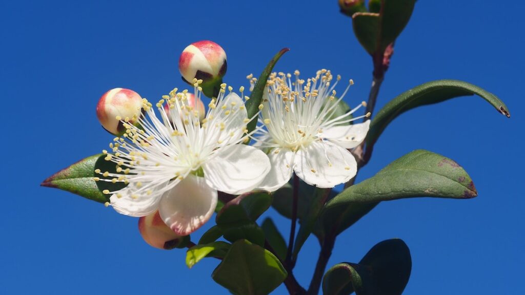 El mejor arbusto para patios, terrazas y jardines soleados
