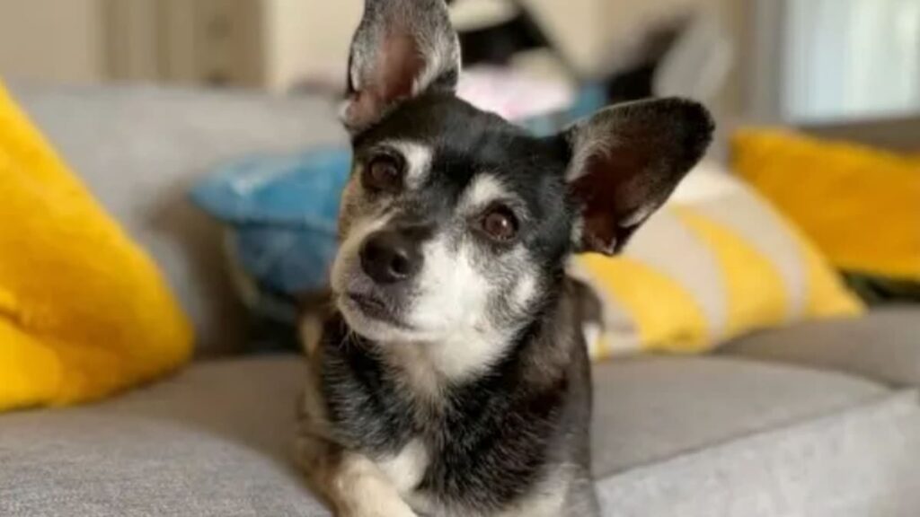 La muerte del perro deja a la familia con el corazón roto, pero lo que vino después es puro destino