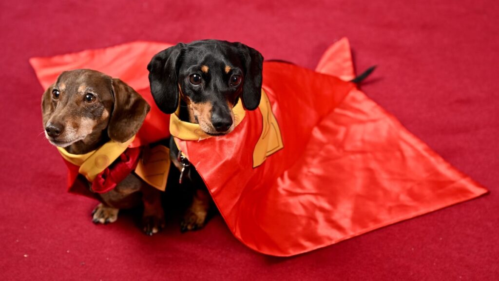 ABOMAS DE ACTUJA DE PERRO después del lanzamiento de ‘Superman’: ¡aquí está por qué!