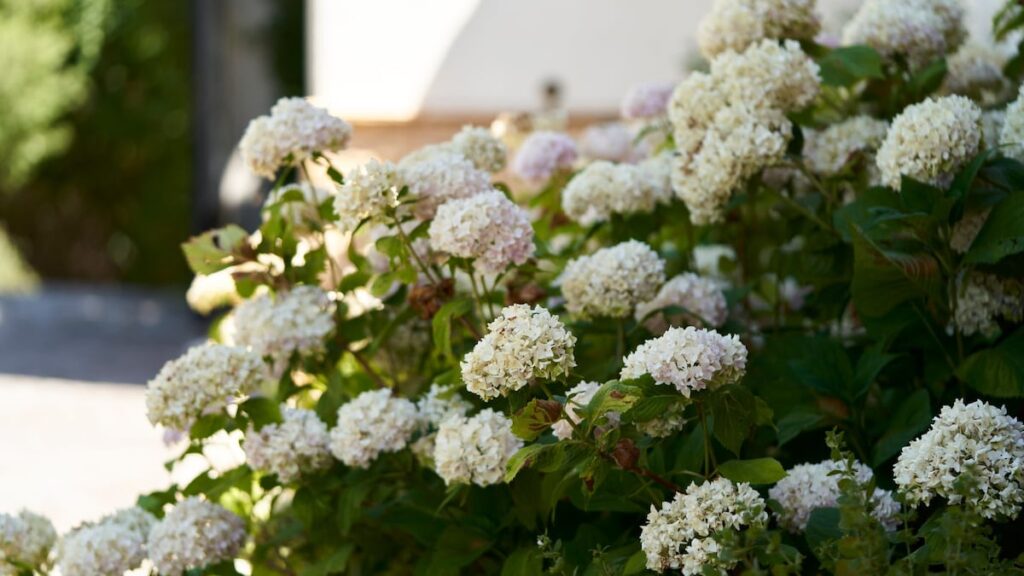 Por qué las flores blancas y el follaje verde son una opción atemporal para los jardines Por qué las flores blancas y el follaje verde son una opción atemporal para los jardines