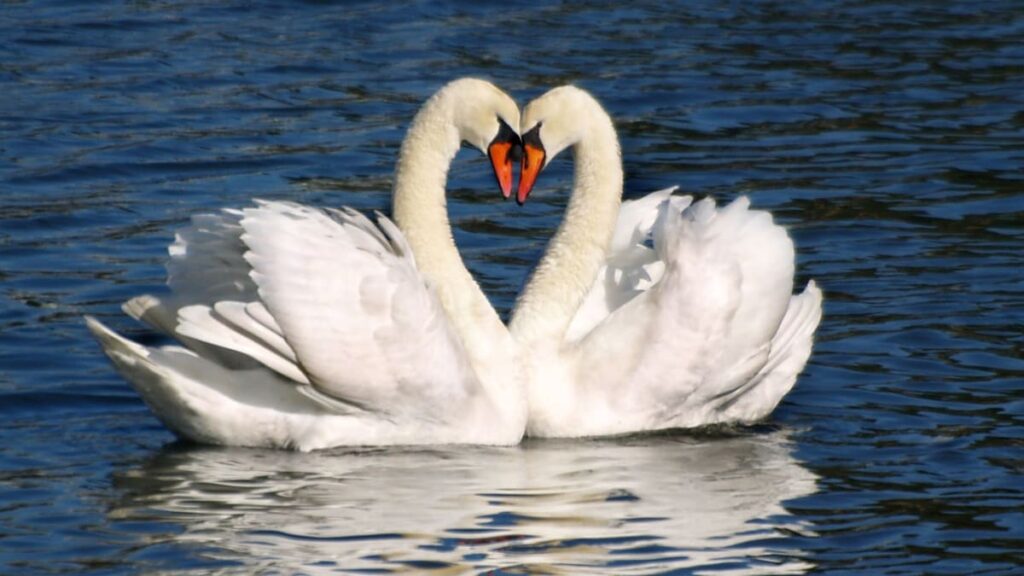 animales que engañan a sus parejas y las razones por las cuales