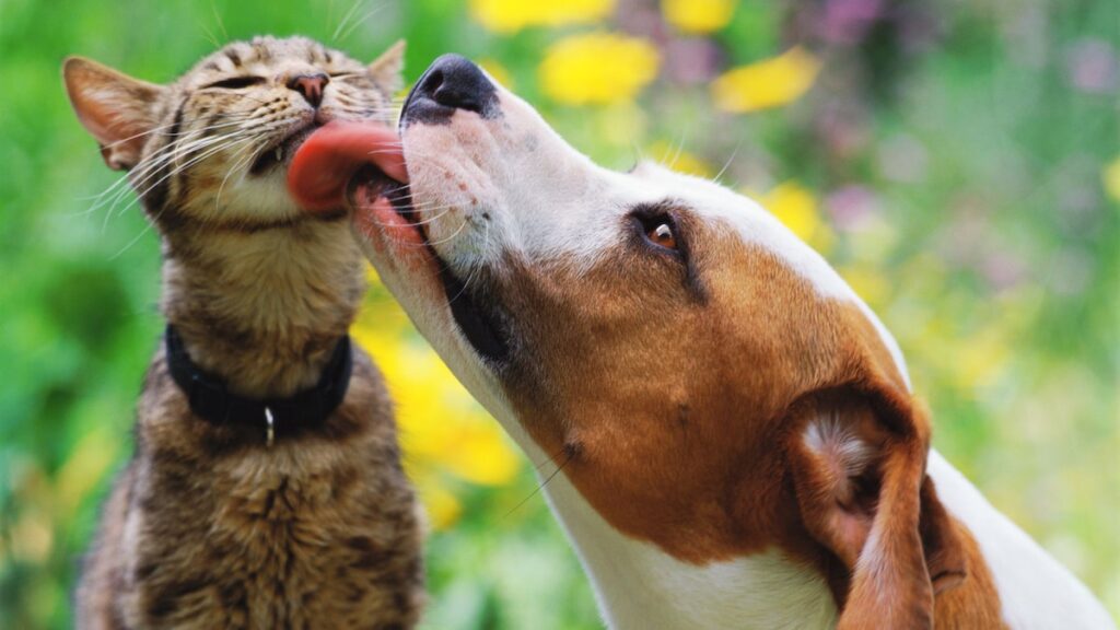 Los nombres de mascotas más populares para perros y gatos de 2025: ¿Es tu animal básico?