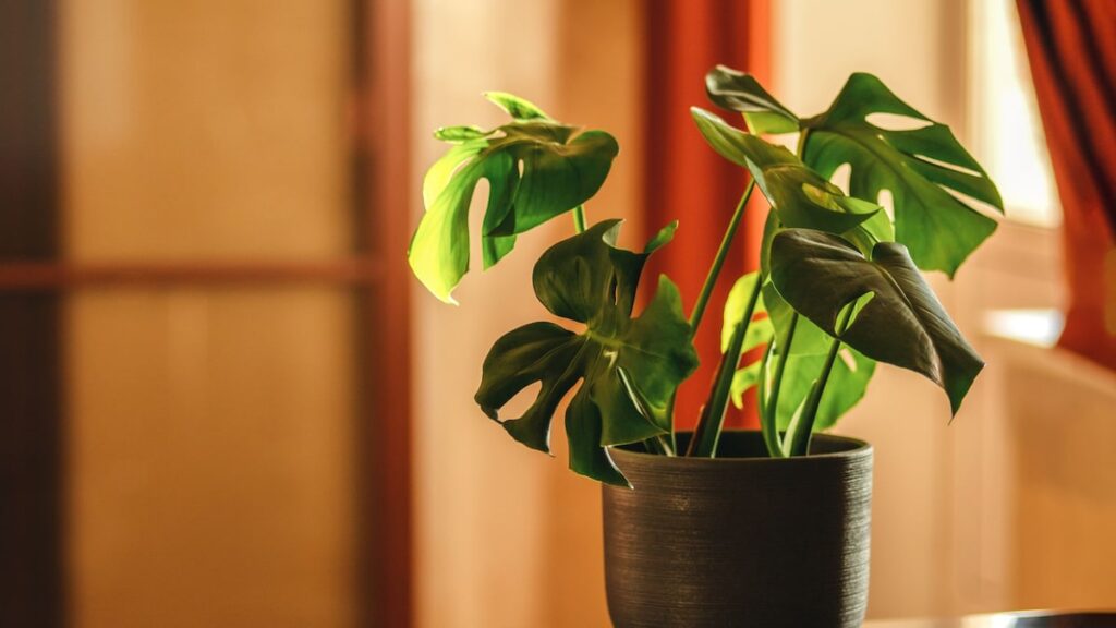 8 plantas de interior que se multiplican fácilmente