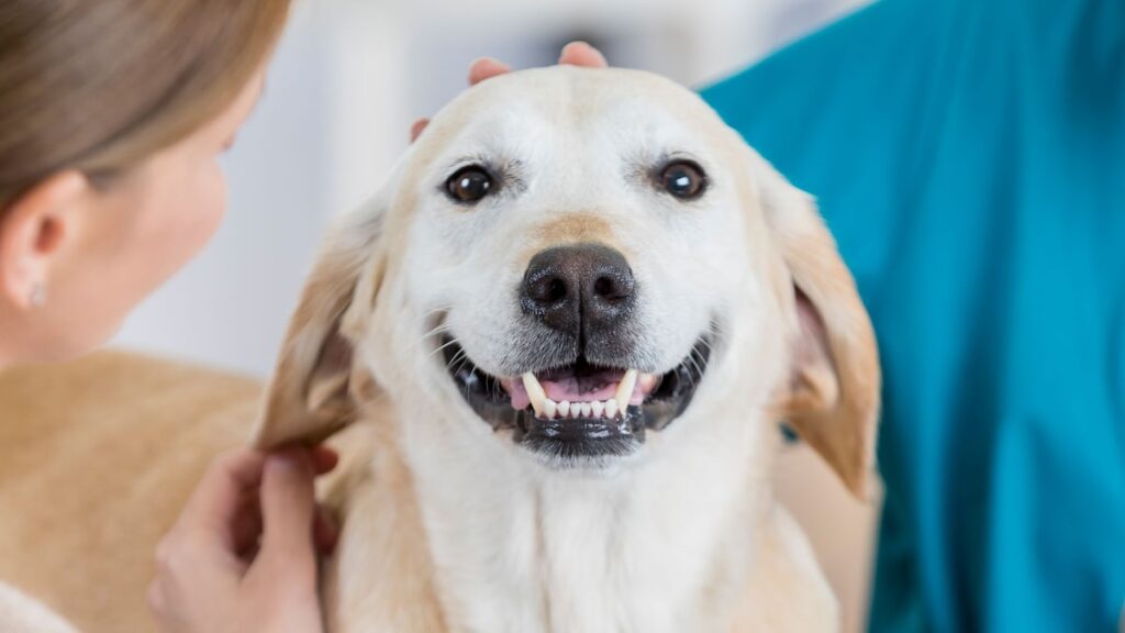 De Dama a Señorita, este cachorro de rescate no era terca, era solo latina