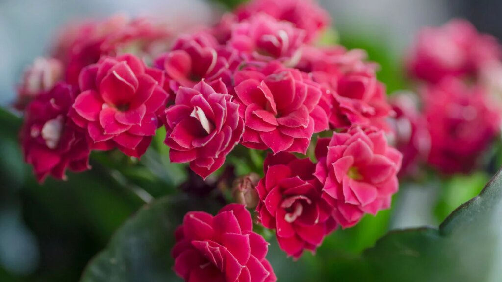 Resistente, colorido y fácil de cuidar