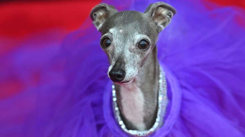 Recordando a Tika, la galga fashionista que robó corazones y pasarelas