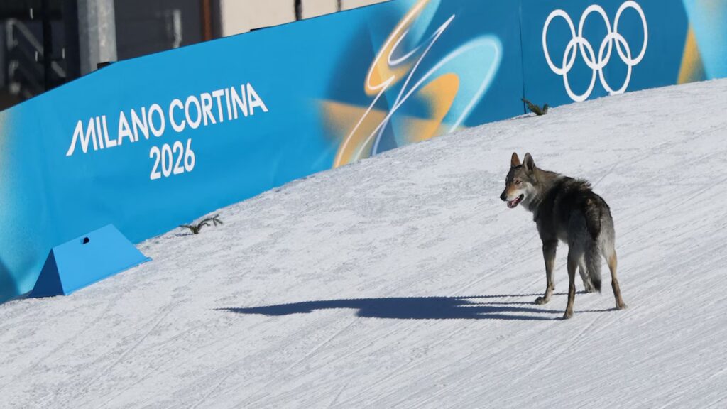 El perro lobo se estrella en la carrera de esquí Milano Cortina 2026