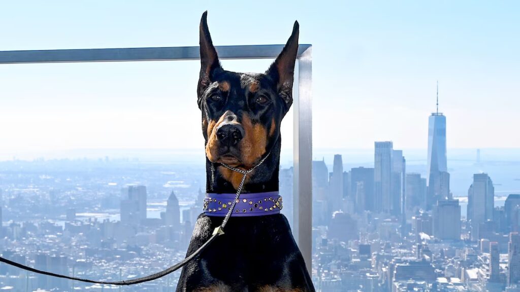 Penny the Doberman mira hacia la vida de su madre después de ganar Best in Show en Westminster
