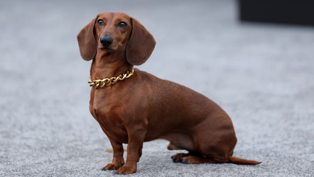 Este diminuto perro salchicha se robó corazones en el estreno de Netflix de la temporada 2 de ‘Beef’ con su encanto