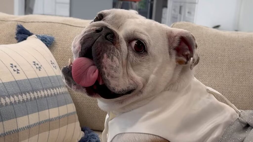 Pancake, el adorable Bulldog Inglés viral, se roba la atención en los Pet Lover’s Choice Awards 2026