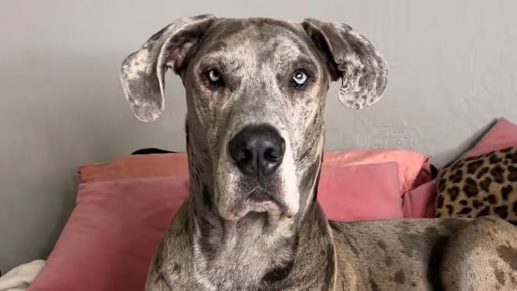 El héroe perro de servicio gran danés salva a su dueño durante una emergencia médica
