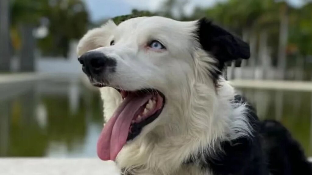 De cachorro abandonado a héroe: La increíble historia de Tsunami, el perro rescatador que salvó 13 vidas tras el terremoto de Venezuela