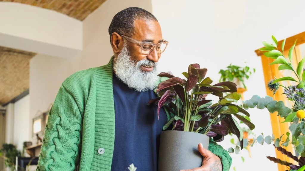 Las mejores plantas para un apartamento pequeño y oscuro que realmente prosperan