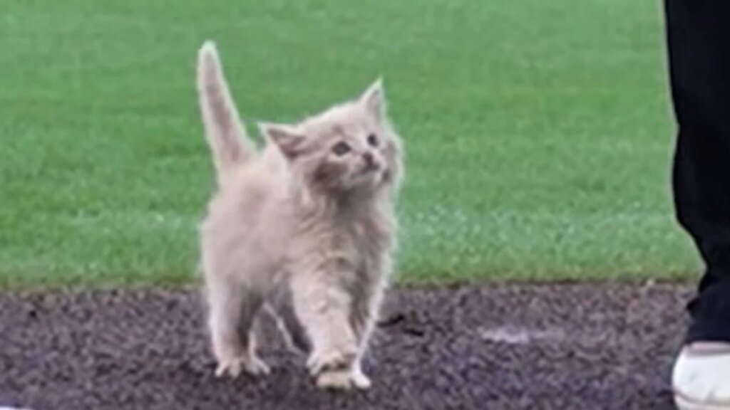 Un gatito rescatado llamado ChipPurr Jones hizo el primer lanzamiento en un partido de béisbol